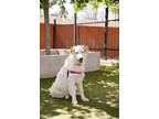 Adopt Clara a Great Pyrenees / Labrador Retriever / Mixed dog in Albuquerque