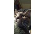 Adopt Pickle a Gray or Blue American Shorthair / Mixed (short coat) cat in