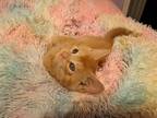 Adopt Furby a Domestic Shorthair / Mixed cat in Birdsboro, PA (41543204)
