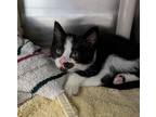 Adopt Skip-It a Domestic Shorthair / Mixed cat in Birdsboro, PA (41543203)