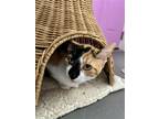 Adopt Target a Calico or Dilute Calico Domestic Shorthair / Mixed cat in