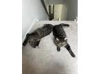 Adopt Shiloh and Shadow a Gray, Blue or Silver Tabby American Curl / Mixed (long