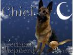 Adopt Chief a German Shepherd Dog / Mixed dog in Nicholasville, KY (41543170)
