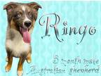 Adopt Ringo a Australian Shepherd / Mixed dog in Nicholasville, KY (41543169)