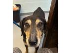 Adopt Morgan a Black - with Tan, Yellow or Fawn Shepherd (Unknown Type) / Mixed