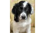 Adopt Angus Lonestar a White - with Black Great Pyrenees / Mixed dog in
