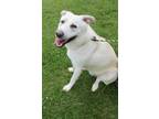 Adopt Kovu a White Husky / Mixed dog in Centerton, AR (41542949)