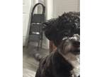 Adopt Gracie a Black - with White Shih Poo / Mixed dog in Kingsport