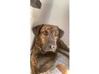 Adopt Brandy a Brindle Labrador Retriever / Mutt / Mixed dog in Colorado