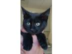 Adopt Leonard Nemeow a All Black Domestic Shorthair cat in Apple Valley