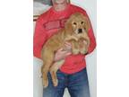 Adopt Scout a Tan/Yellow/Fawn Golden Retriever / Mixed dog in South Euclid