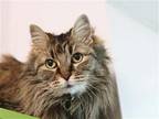 Adopt BELLA a Brown or Chocolate Domestic Mediumhair / Mixed (medium coat) cat