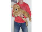 Adopt Stuart a Tan/Yellow/Fawn Golden Retriever / Mixed dog in South Euclid