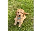 Adopt CHAPLIN a Tan/Yellow/Fawn Cockapoo / Mixed dog in Toronto, ON (41406534)