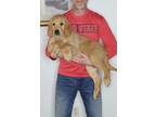 Adopt Sam a Tan/Yellow/Fawn Golden Retriever / Mixed dog in South Euclid