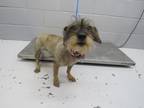 Adopt 86638 a Gray/Blue/Silver/Salt & Pepper Schnauzer (Standard) dog in