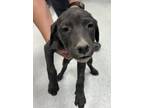 Adopt 86637 a Black Labrador Retriever dog in Nogales, AZ (41542899)