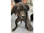 Adopt 86636 a Black Labrador Retriever dog in Nogales, AZ (41542898)
