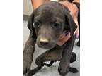 Adopt 86635 a Black Labrador Retriever dog in Nogales, AZ (41542897)
