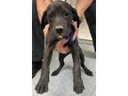 Adopt 86634 a Black Labrador Retriever dog in Nogales, AZ (41542896)