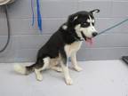 Adopt 86607 a Black Husky dog in Nogales, AZ (41542895)