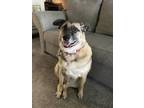 Adopt Zeus a Brindle Norwegian Elkhound / Collie / Mixed dog in Ellicott City