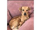 Adopt Mystic a Red/Golden/Orange/Chestnut Chiweenie / Mixed dog in Las Vegas