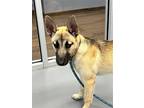 Adopt Selena a Shepherd (Unknown Type) / Mixed dog in Hilton Head, SC (41542947)