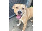 Adopt Paulie a Tan/Yellow/Fawn Pit Bull Terrier / Mixed dog in Chicago