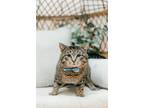 Adopt Rocket a Brown Tabby Domestic Shorthair / Mixed (short coat) cat in