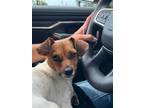 Adopt Bella a White - with Tan, Yellow or Fawn Rat Terrier / Mixed dog in Key