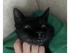 Adopt Binx a All Black American Shorthair / Mixed (short coat) cat in Colorado