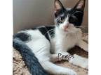 Adopt Peeps #so-entertaining a Black & White or Tuxedo Domestic Shorthair /