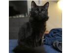 Adopt Pumpkin a All Black Domestic Longhair / Mixed (long coat) cat in Madison