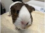 Adopt Ziba a Guinea Pig small animal in Oceanside, CA (41501907)