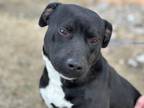 Adopt Bandit a American Pit Bull Terrier / Mixed dog in Austin, TX (41542908)