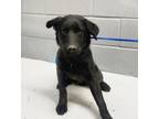 Adopt 86651 a Black Labrador Retriever dog in Nogales, AZ (41542906)