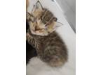 Adopt 86650 a Orange or Red Domestic Mediumhair (short coat) cat in Nogales