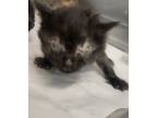 Adopt 86649 a All Black Domestic Mediumhair (short coat) cat in Nogales
