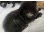 Adopt 86648 a All Black Domestic Mediumhair (short coat) cat in Nogales