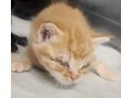 Adopt 86647 a Orange or Red Domestic Mediumhair (short coat) cat in Nogales