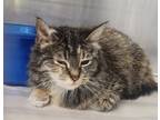 Adopt 86646 a Gray or Blue Domestic Mediumhair (medium coat) cat in Nogales