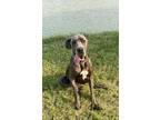 Adopt Cooper a Great Dane / Mixed dog in Bullard, TX (41492347)