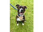 Adopt Brody a Brindle Schnauzer (Standard) / Boxer / Mixed dog in Bethel