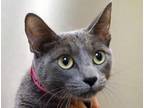 Adopt a Gray or Blue Domestic Shorthair cat in Wildomar, CA (41542776)