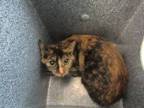 Adopt Coco a Tortoiseshell Domestic Shorthair (short coat) cat in Weatherford