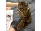 Adopt Friday a Brown Tabby Domestic Shorthair / Mixed (short coat) cat in