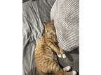 Adopt Baby a Orange or Red Domestic Mediumhair / Mixed (medium coat) cat in
