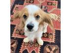 Adopt Finnian a White - with Red, Golden, Orange or Chestnut King Charles