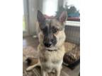 Adopt Draco a Tricolor (Tan/Brown & Black & White) German Shepherd Dog / Husky /